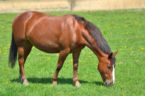 brown-horse-grazing-in-green-grass