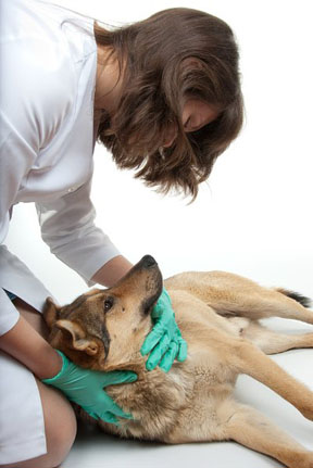 veterinarian-examining-laying-dog
