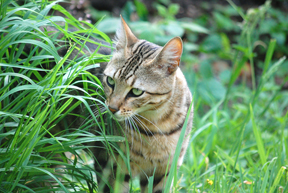 brown-cat-sniffing-tall-blades-of-grass