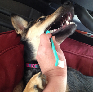 brushing-dog's-teeth