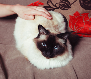 petting-Siamese-cat