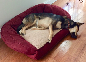 dog-sleeping-on-dog-bed