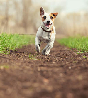 small-running-dog-on-dirt-path