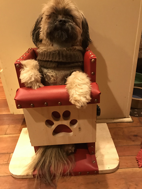 dog-in-bailey-chair