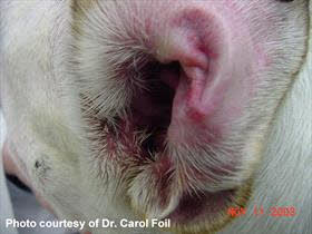 dog-ear-otitis-inflamed
