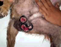 Tumors  on dog before treatment