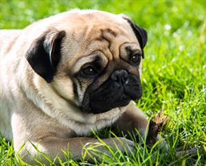 Pug on green grass