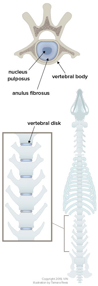 Illistrations of vertebral disks