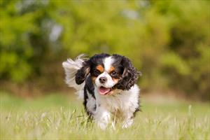 Photo of a Cavalier King Charles Spaniel in tall green grass