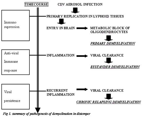 Figure 1. Summary of pathogenesis of demyelination in distemper