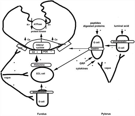 Figure 1. Regulation of acid secretion.