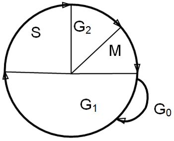 Figure 1. The cell cycle.