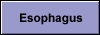 Esophagus