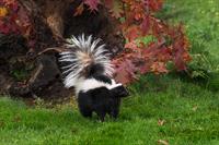 Skunk standing on grass in a field