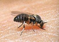 Black fly (buffalo gnat) biting human skin. 