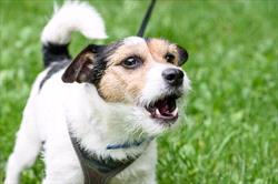 Barking Jack Russell