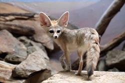 Grey Fennec Fox standing near rocks