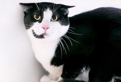 Tuxedo cat showing signs of Hyperesthesia Syndrome