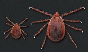 asian-longhorned-tick