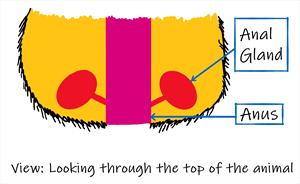 Diagram of anal gland positions in the animal