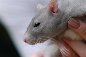 rat-in-woman's-hand