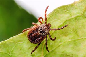 American dog tick on leaf