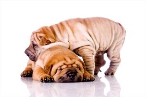 Photo image of two Shar-Peis puppies