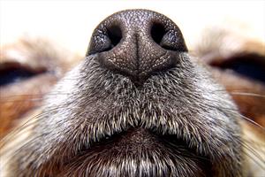 dog-nose-close-up