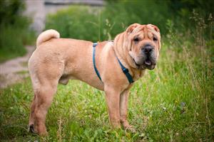 Shar Pei standing in a field