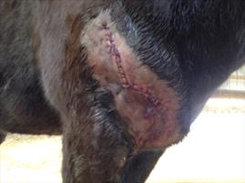 horse-sutures-post-shoulder-surgery