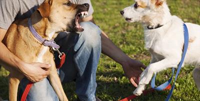 dog-being-aggressive-with-other-dog