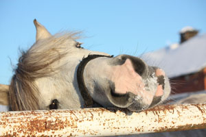 shetland-pony