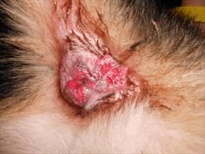 Perianal fistulas in a German Shepherd