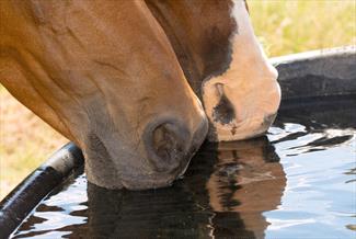 two-horses-drinking-from-trough