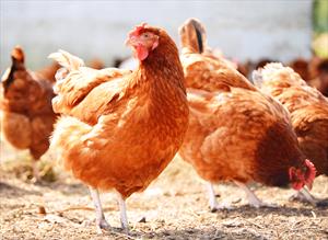 chickens-outdoors-on-dirt