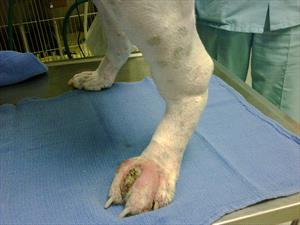 Boxer's back feet showing epitheliotropic lympomas