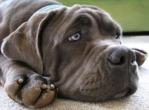 Grey dog resting on front paws 