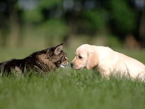 Cast and puppy in tall grass, touching noses 