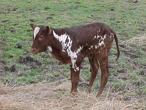 Watusi Calf