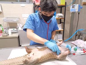 Singapore to add regulator as veterinarian numbers soar  