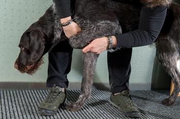 German wirehaired pointer receiving an exam