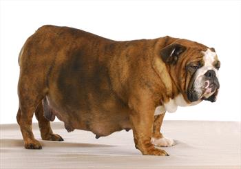 Photo of pregnant bulldog