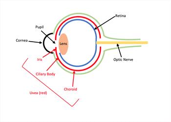 can cushings disease cause blindness in dogs