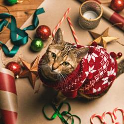 cat with sweater sitting on a table with holiday treats and decor