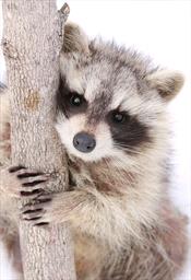 Young raccoon climbing tree