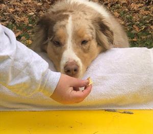 Holding treat so dog drops chin