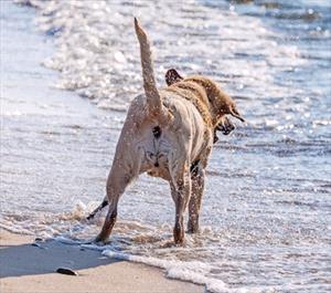 dog-at-beach