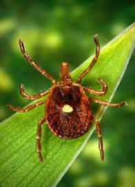 Photo of the lone star tic on a green leaf