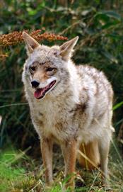 Coyote standing in woods