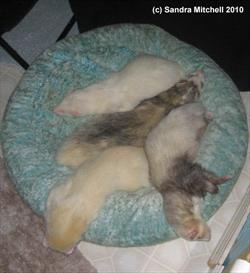 Two ferrets sleeping together in a small circular bed